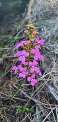 Stylidium lineare