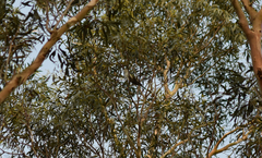 Chrysococcyx lucidus lucidus