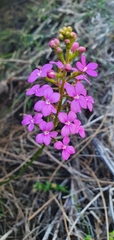 Stylidium lineare