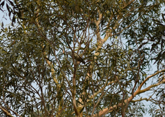 Chrysococcyx lucidus lucidus