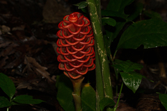 Zingiber spectabile