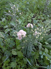 Erigeron bonariensis