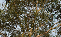 Chrysococcyx lucidus lucidus