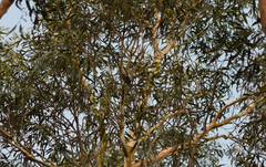 Chrysococcyx lucidus lucidus