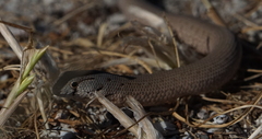 Pygopus lepidopodus