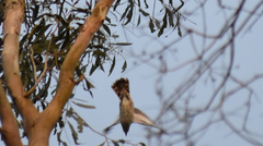 Chrysococcyx lucidus lucidus