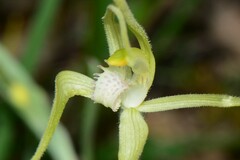 Caladenia versicolor