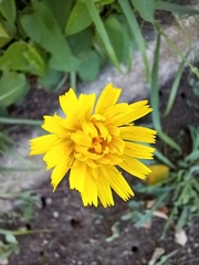 Reichardia picroides