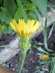 Reichardia picroides