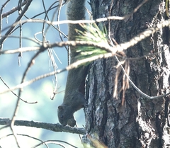 Callosciurus erythraeus