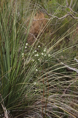Pimelea flava dichotoma