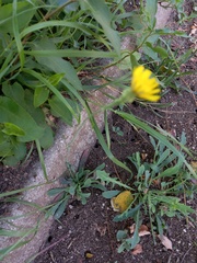 Reichardia picroides