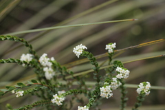 Pimelea flava dichotoma