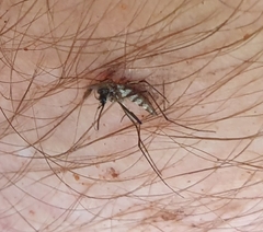 Armigeres subalbatus