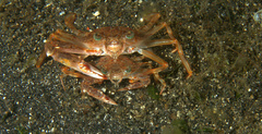 Portunidae