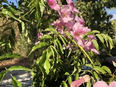 Podranea ricasoliana