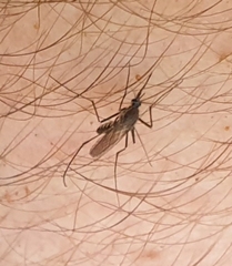 Armigeres subalbatus