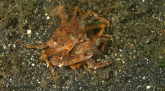 Portunidae