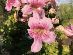 Podranea ricasoliana
