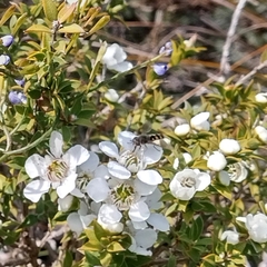 Syrphini