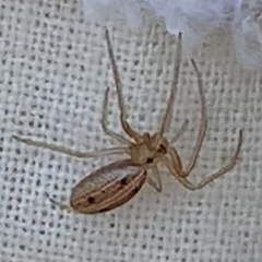 Larinia directa