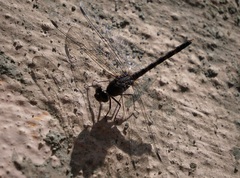 Bradinopyga geminata