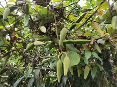 Apocynaceae