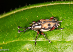 Cercidocerus lateralis