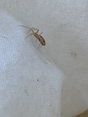 Larinia directa