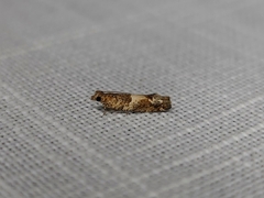 Crocidosema plebejana