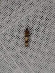 Crocidosema plebejana