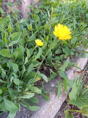 Reichardia picroides