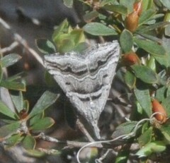 Dichromodes consignata