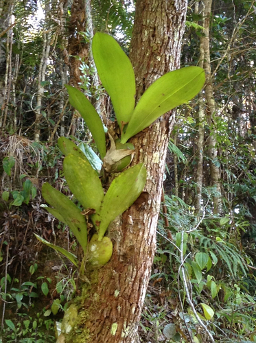 Bulbophyllum hamelinii image