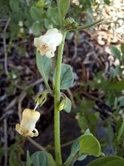 Salpichroa origanifolia