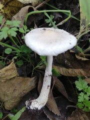 Lepiota erminea