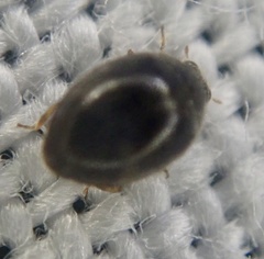Stethorus pusillus