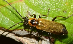 Rhagonycha gilvipennis