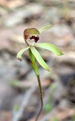 Caladenia transitoria