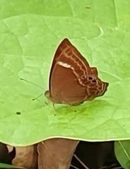 Abisara abnormis