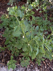 Salpichroa origanifolia