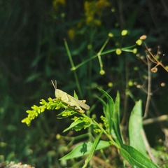 Xenocatantops brachycerus