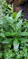 Gynura