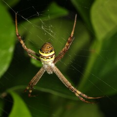Argiope keyserlingi