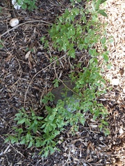 Salpichroa origanifolia