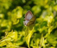 Luthrodes pandava