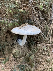 Amanita constricta