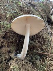 Amanita constricta