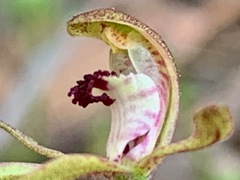Caladenia transitoria