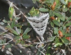 Dichromodes consignata